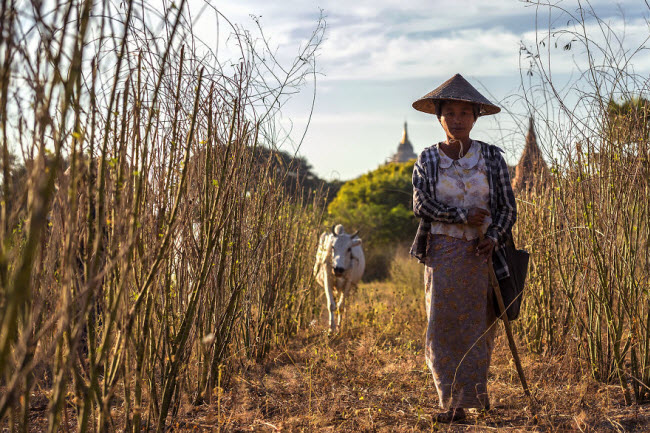 Hình ảnh đặc trưng của người nông dân ở Bagan.