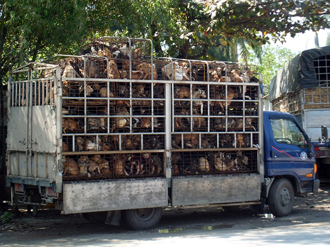 Thói quen ăn thịt chó còn gây hệ luỵ không nhỏ trong xã hội khi liên tiếp xảy ra những vụ trộm chó trên khắp cả nước. Trong ảnh một xe buôn lậu chó bị lực lượng chức năng bắt giữ tại biên giới Việt Nam - Campuchia.