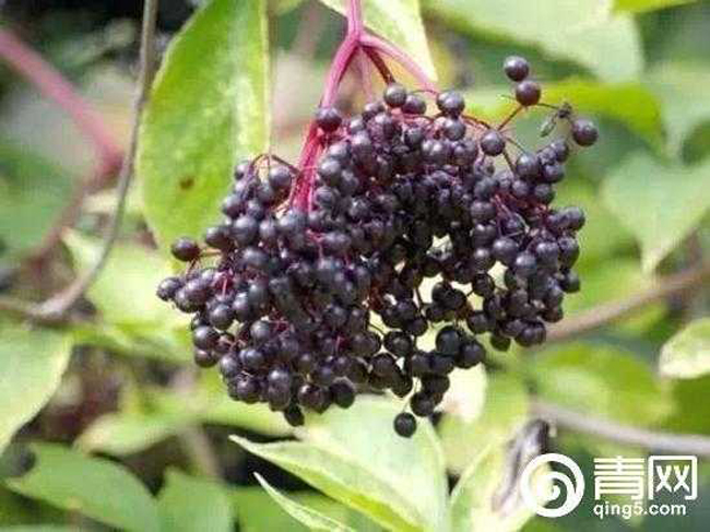 Cây Cơm cháy &#40;Elderberry&#41;: Quả Cơm cháy là nguyên liệu chế biến những món ăn cực ngon như thạch hoặc mứt trái cây. Ngoài ra, nó còn được sử dụng như một loại thảo dược quý, chuyên trị các vết thương ngoài da và bệnh phong hàn. Tuy nhiên lá, cành non và hạt của cây Cơm cháy nếu không được sử dụng đúng cách sẽ gây ra tình trạng buồn nôn, khó chịu cho con người.