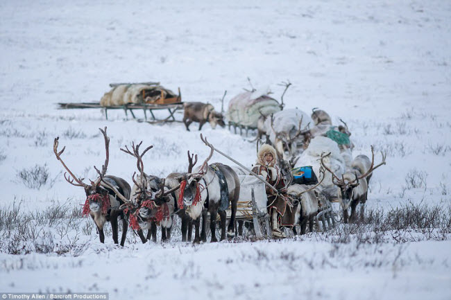 Cô Anastasia dẫn đàn tuần lộc đi qua cánh đồng cỏ phủ đầy băng tuyết ở vùng Siberia.