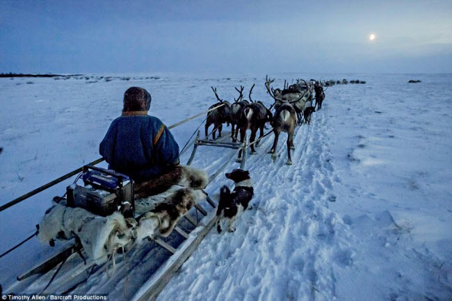 Thành viên của bộ lạc Nenets ngồi trên xe tuần lộc kéo trong hành trình di cư mùa đông ở Siberia.