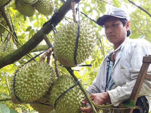 Thương lái ”săn” mỏi chân không đủ hàng, giá sầu riêng lại tăng cao