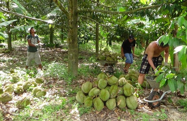 Thương lái &#34;săn&#34; mỏi chân không đủ hàng, giá sầu riêng lại tăng cao - 2