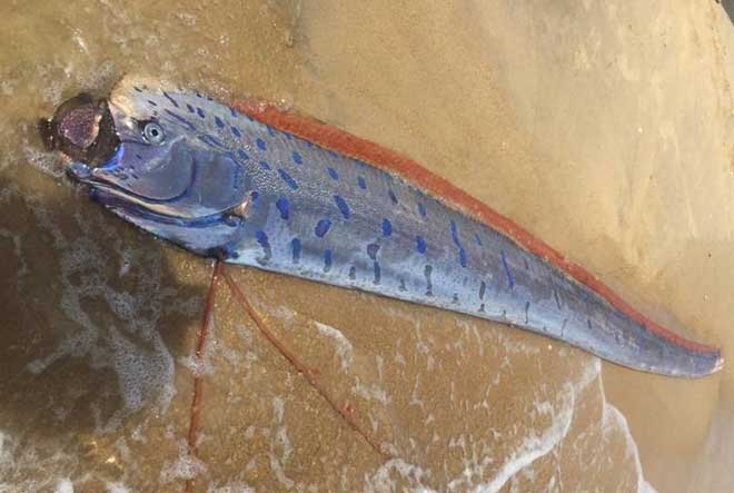 Xác cá hố rồng dài hơn 4m trôi dạt vào bờ biển ở Huế - 1