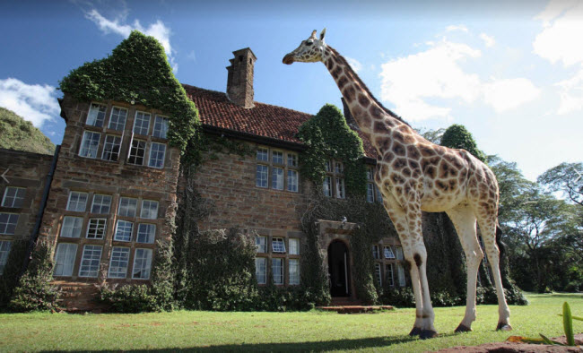 Giraffe Manor, Kenya: Khách sạn cho phép du khách tiếp xúc gần với những con hươu cao cổ. Nhưng bạn phải rất cận thận với bữa ăn của mình vi có thể bị những con vật cổ dài này cướp mất.