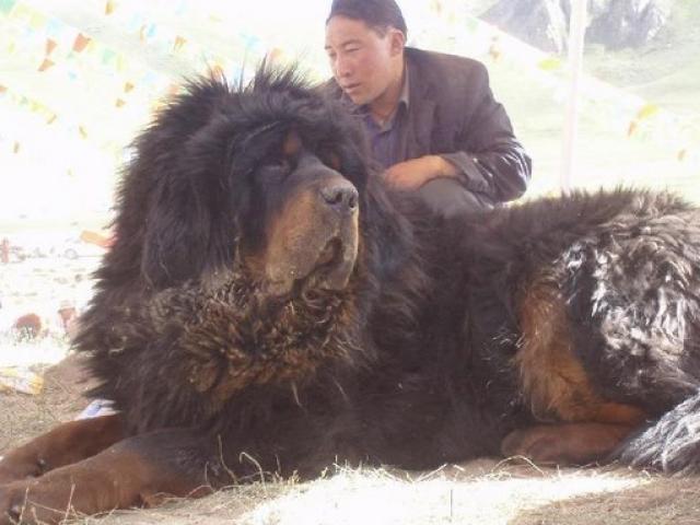 Chi hàng chục tỷ để mua “chó lai sư tử” khổng lồ