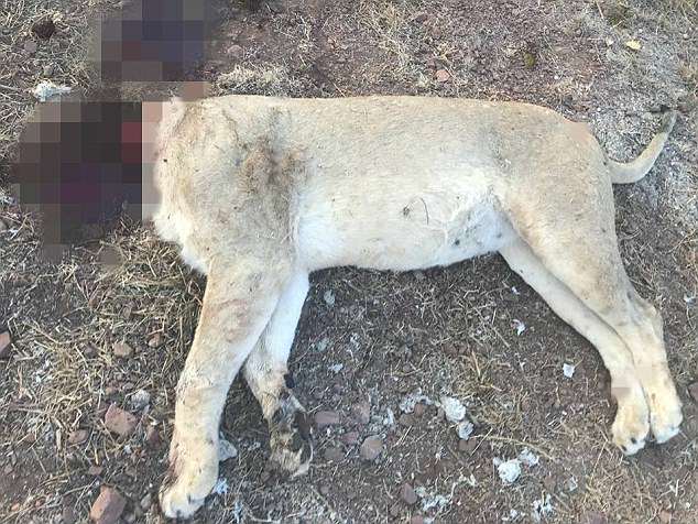 Hãi hùng cảnh 6 sư tử bị giết hại dã man để làm phép ở Nam Phi - 1