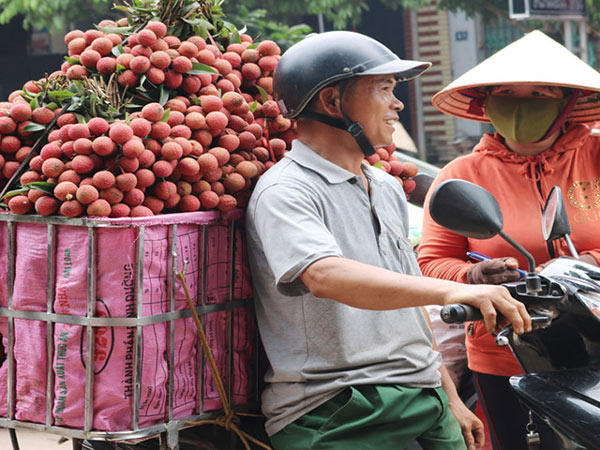 Cuối vụ, giá vải thiều Lục Ngạn tăng như &#34;lên đồng&#34; - 3