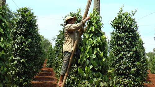 Ngành hồ tiêu chật vật trong “bão” giá, nguy cơ mất vị thế thủ lĩnh - 3