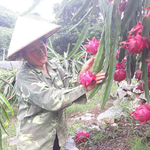 Trồng cây tay xanh quả đỏ, trái sà sát đất, “bỏ túi” hơn 100 triệu/năm - 2