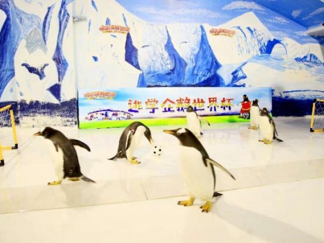 Bảo tàng Trung Quốc hút khách nhờ giải World Cup dành cho... chim cánh cụt