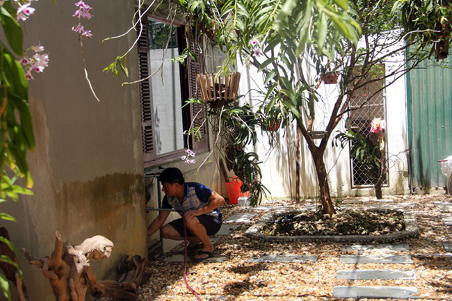 Là một người đam mê lan, anh Trần Đình Phong, chủ vườn lan trị giá hàng trăm triệu đồng cũng đang đứng ngồi không yên trước cái nóng như thiêu đốt ở miền Trung. 12h trưa, anh Phong không chợp mắt sau buổi làm việc mệt mỏi ở cơ quan, mà tập trung vào việc làm mát vườn lan trước cái nóng bủa vây.
