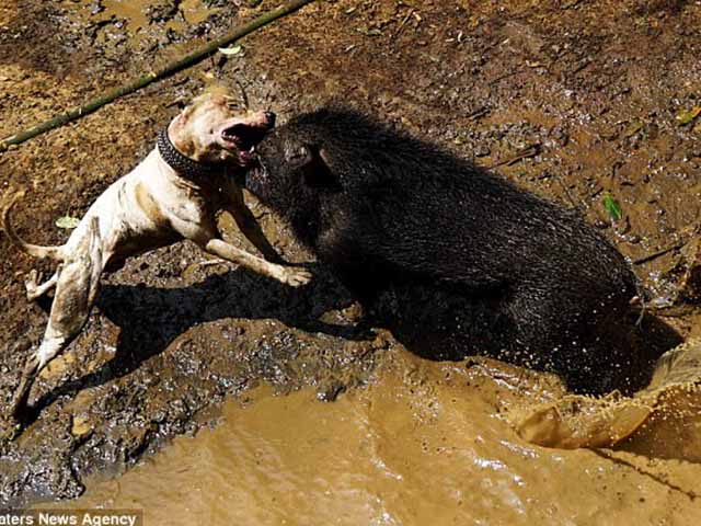Man rợ đấu trường chó pitbull tử chiến lợn rừng ở Indonesia
