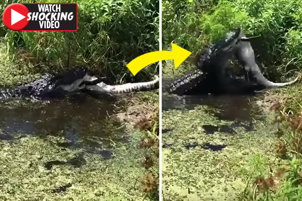 Video: Cá sấu khổng lồ phục kích, ăn thịt đồng loại ở Florida - 1
