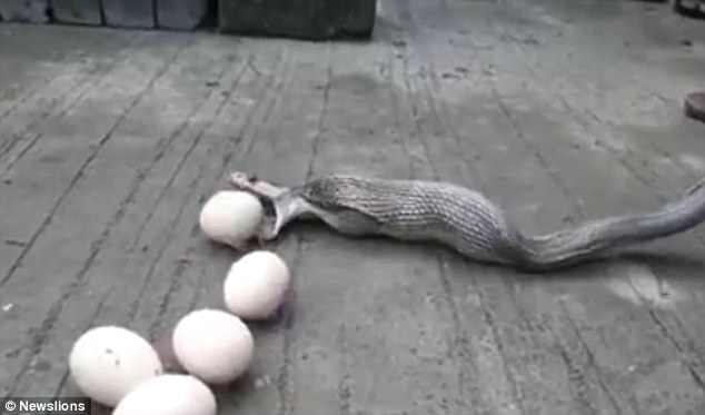 Video: Hổ mang chúa khổng lồ tham ăn mắc nghẹn, nôn ra 9 quả trứng - 1