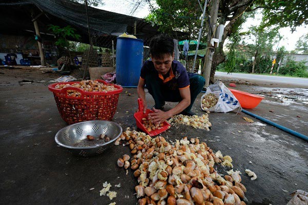 Nghe vô lý: Hạt sầu riêng giá cao hơn quả, nghi thương lái giở trò - 3