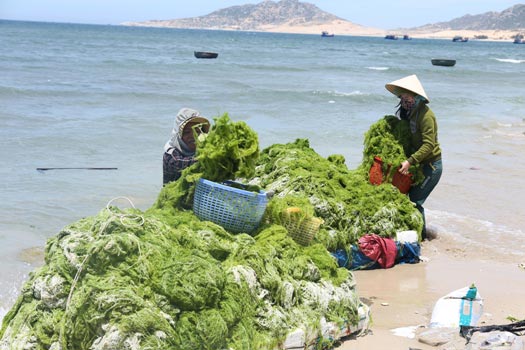 Ninh Thuận: Dân bất ngờ trúng lớn &#34;lộc biển&#34;, mỗi ngày kiếm vài trăm ngàn - 1