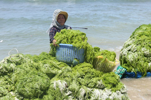 Ninh Thuận: Dân bất ngờ trúng lớn &#34;lộc biển&#34;, mỗi ngày kiếm vài trăm ngàn - 2