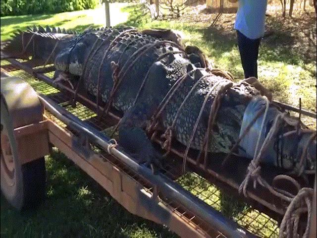 Úc: Bắt cá sấu ”quái vật” 60 tuổi, nặng 600kg sau 8 năm săn lùng