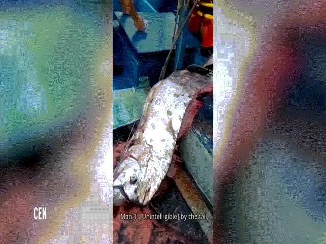 Chile: Ngư dân bắt được cá rồng biển dài 5m có thể ”dự báo” thảm họa