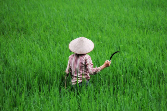 Mai Châu: Cách Hà Nội khoảng 4 giờ lái xe về phía tây nam, thung lũng Mai Châu là một cách hoàn hảo để trải nghiệm nông thôn Việt Nam với những cánh đồng lúa xanh tuyệt đẹp.