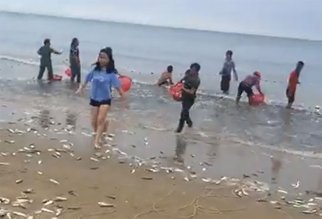 Cá dạt vào bờ biển Hà Tĩnh, dân xúc bán gần 3 tấn - 1