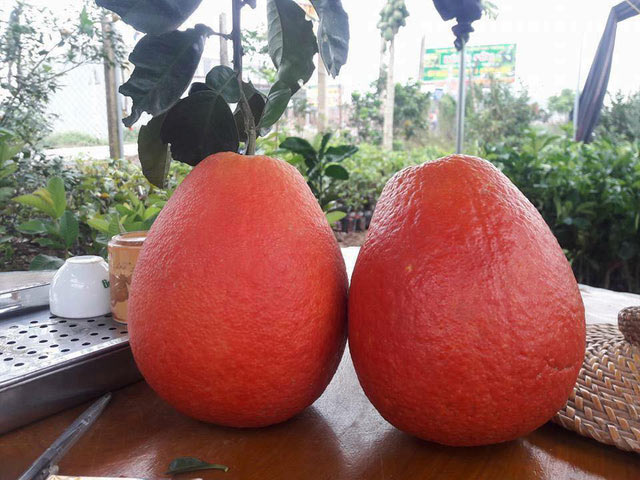 Đến cả chanh, bưởi, dưa chuột, ổi... giờ cũng có màu đỏ rực - 1