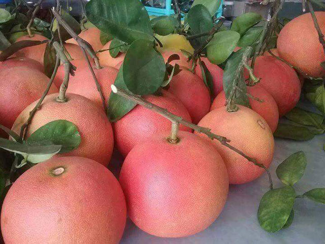 Đến cả chanh, bưởi, dưa chuột, ổi... giờ cũng có màu đỏ rực - 2