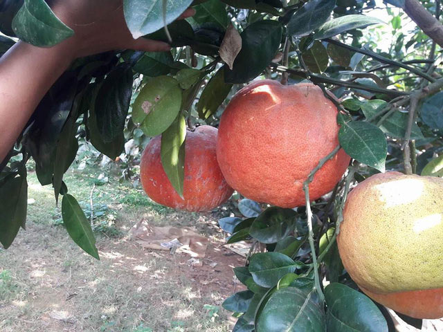 Đến cả chanh, bưởi, dưa chuột, ổi... giờ cũng có màu đỏ rực - 3