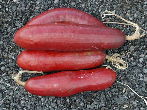 Đến cả chanh, bưởi, dưa chuột, ổi... giờ cũng có màu đỏ rực - 4