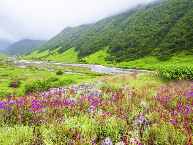 Thung lũng hoa, Ấn Độ: Nằm trên dãy núi Himalayas, vườn quốc gia Thung lũng hoa nổi tiếng với những cánh đồng hoa rộng mênh mông. Đây là nơi sinh sống của các loài động vật quý hiếm như gấu đen châu Á và cừu xanh Himalaya.