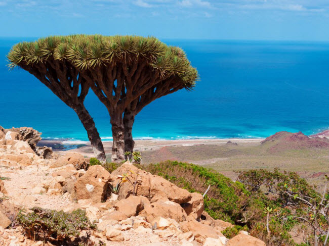 Bán đảo Socotra, Yemen: Tách ra khỏi đất liền cách đây 34 triệu năm, bán đảo Socotra trở thành vùng đất biệt lập. Hơn 37% thực vật trên bán đảo không thể được tìm thấy ở bất cứ đâu trên thế giới.