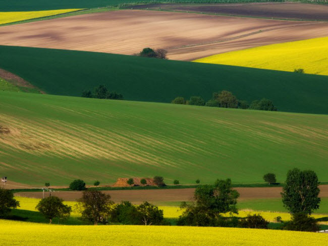 Cánh đồng Moravian, Cộng hòa Czech: Cảnh đồng hoa nhiều màu sắc ở vùng Moravia trong đẹp như tranh vẽ. Nơi đây tạo nguồn cảm hứng sáng tác vô tận cho các nhiếp ảnh gia.