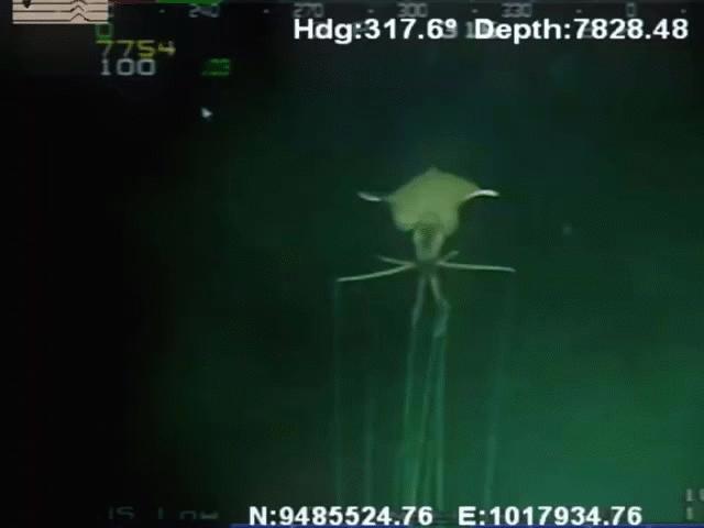 Phát hiện sinh vật kỳ dị giống quái vật ngoài hành tinh ở độ sâu hàng km dưới đáy biển
