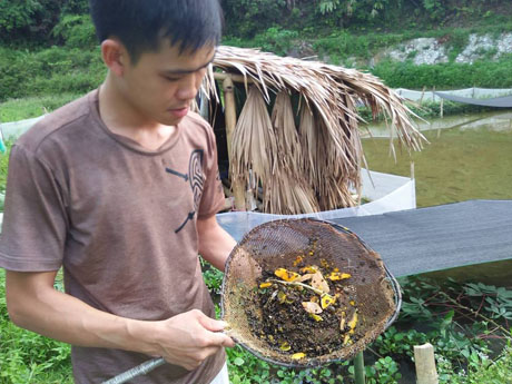 Nuôi con siêu đẻ ở ao cạn, ăn lá cây, bèo tấm, bán hơn 100 ngàn/kg - 3