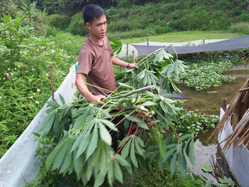 Nuôi con siêu đẻ ở ao cạn, ăn lá cây, bèo tấm, bán hơn 100 ngàn/kg - 7