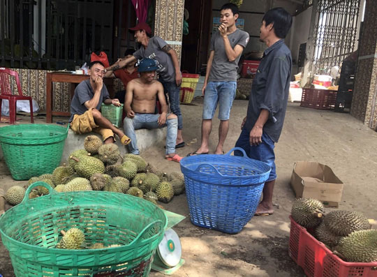 Thực hư về “sầu riêng ăn trả hạt&#34; giá 15.000 đồng/kg - 3