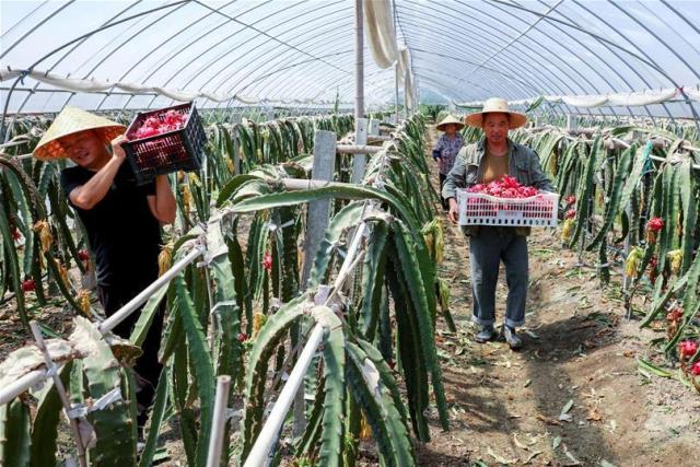 Trung Quốc thu hoạch rộ thanh long, trái &#34;rồng&#34; Việt đi đâu về đâu? - 3