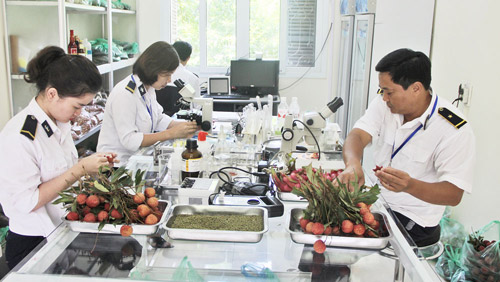 Mỗi ngày người Việt chi 17 tỷ đồng nhập khẩu rau quả - 1