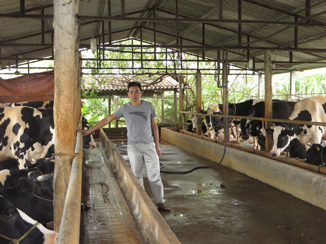 Vắt sữa bò ra... ô tô - 1
