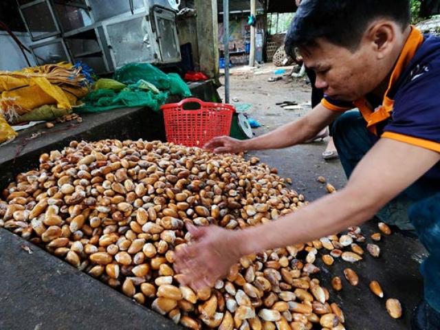 Tư thương Trung Quốc mua hạt sầu riêng để trồng ở Lào, Campuchia?