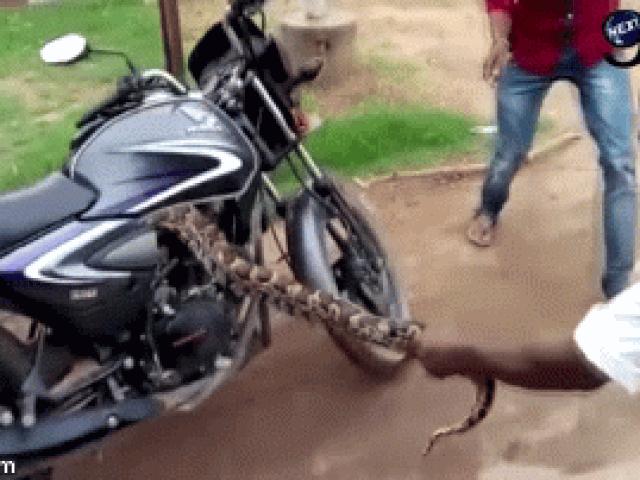 Video: Cật lực lôi con rắn khổng lồ ra khỏi xe côn tay