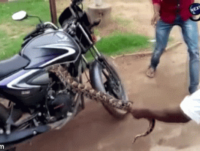Video: Cật lực lôi con rắn khổng lồ ra khỏi xe côn tay - 1