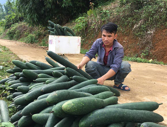 Trồng 1 ha bí xanh quả dài &#34;ngoẵng&#34;, trai Thái lãi 100 triệu đồng - 3