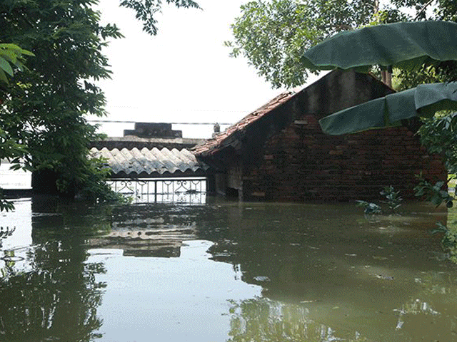 Hà Nội: Nước ngập ngấp nghé mái nhà, người dân sống cùng gà lợn