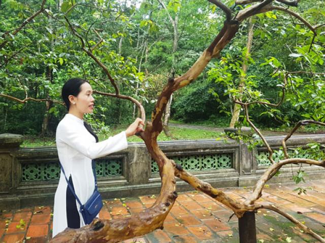 Huyền bí cây ổi biết “cười” ở di tích Lam Kinh