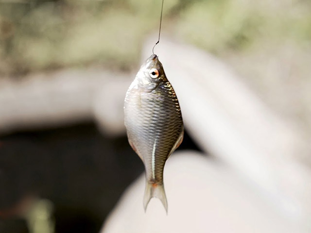 Nghệ thuật câu cá nhỏ như móng tay bằng cần câu 200 năm tuổi ở Nhật