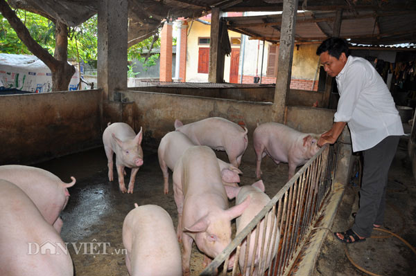 Lợn hơi liên tục tăng giá, các &#34;đại gia&#34; lãi bao nhiêu? - 1