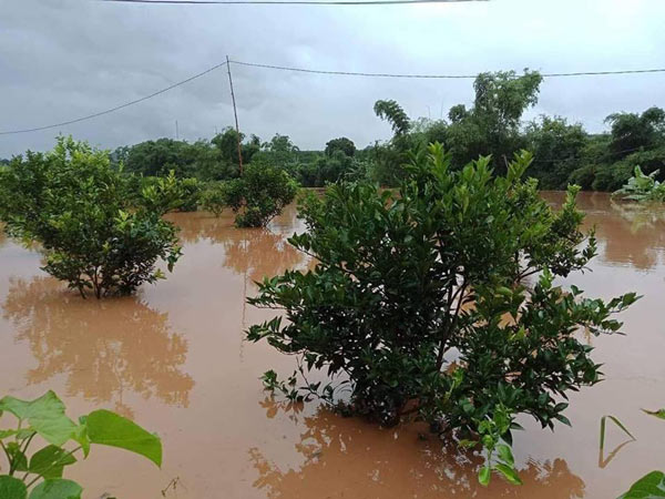 Người dân Cao Phong &#34;méo mặt&#34; vì vườn cam bị ngập, quả rụng la liệt - 2