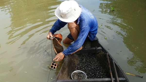 Tuyệt chiêu bắt ốc đắng kiếm tiền triệu mỗi ngày của lão nông miền Tây - 2